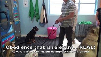 Alpha Dog Training:  4 Day Fast-Track Course