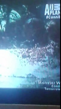 Cannibal monkeys recorded in Indonesia?!