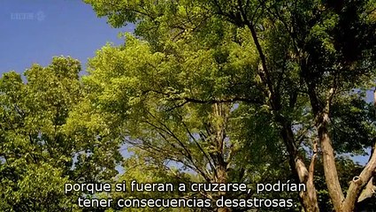 The Code: Prime Numbers and Cicada (Spanish Subtitles)