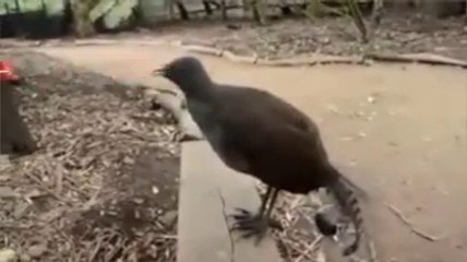 L'oiseau de Dark Vador.. Il lance des lasers rouges !