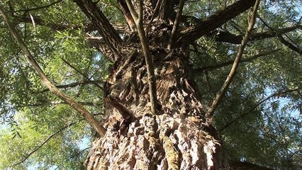 Природа, Утро в лесу, Звуки природы.