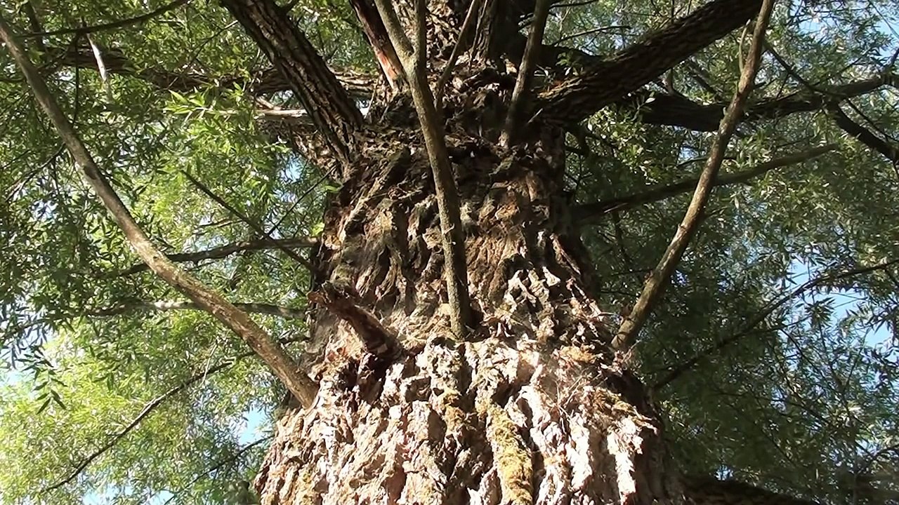 Природа, Утро в лесу, Звуки природы.