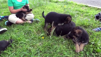 CACHORROS PASTOR ALEMAN