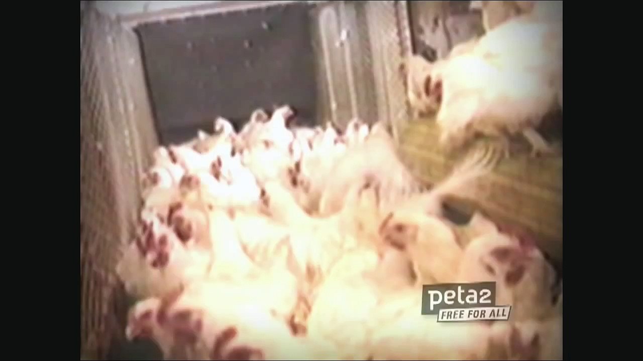Jenna Jameson's Shocking New Video!
