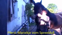 Trense richtig anlegen, Pferde vor dem Reiten