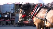 www.krak.tv - Wypadek na rynku w Krakowie - koń stratował dwie dziewczyny