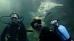 Grey Nurse Shark Dive Extreme Manly Oceanworld