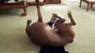 Rhodesian Ridgeback (Kito) and Dogo Argentino Puppy (Luna) Playing 1