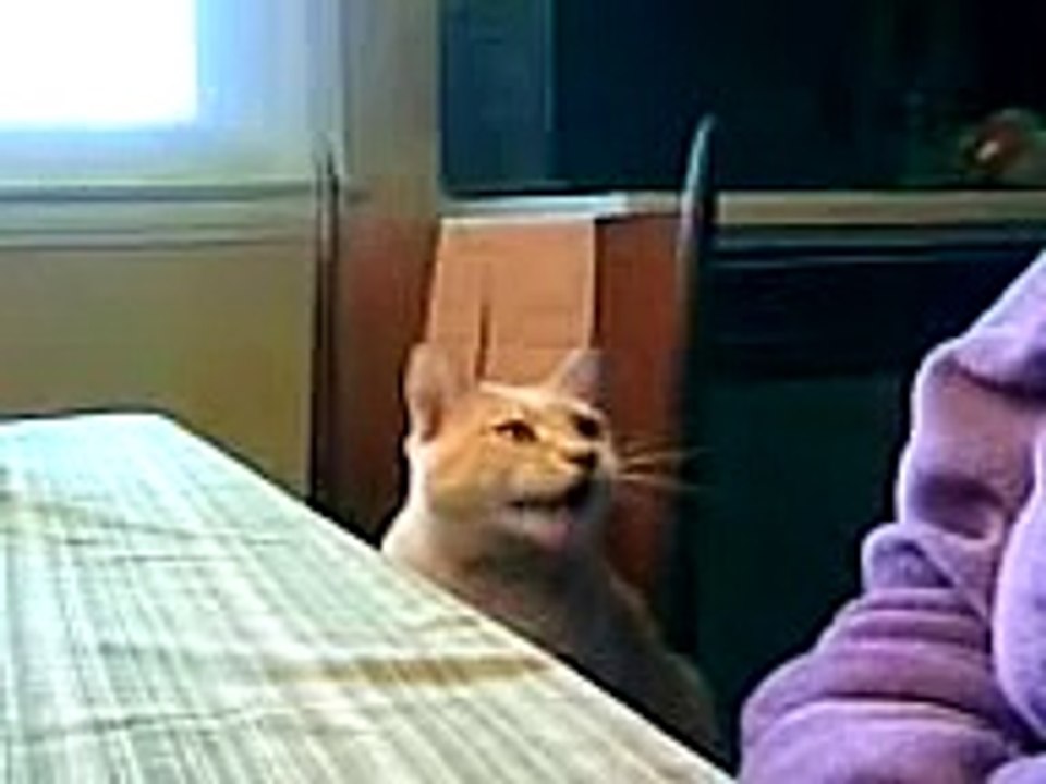 kitty talk 4