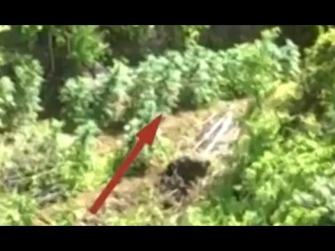 Sant'Antonio Abate (NA) - Scoperta una piantagione di cannabis sui Monti Lattari (13.06.15)