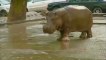Un hippopotame, un ours, des lions dans les rues de Tbilissi