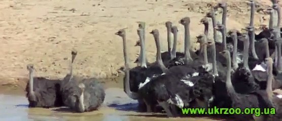Southern ostrich- Struthio camelus australis - Южный страус