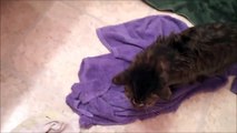 Funny Cat or Kitten Bath Videos - Cat Hates Bath, Duo Playing In Water