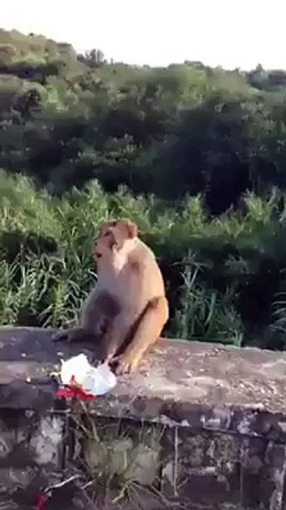 Prank With Monkey  Funny Video