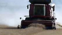 Harvesting with 7 IH combines Alberta Canada