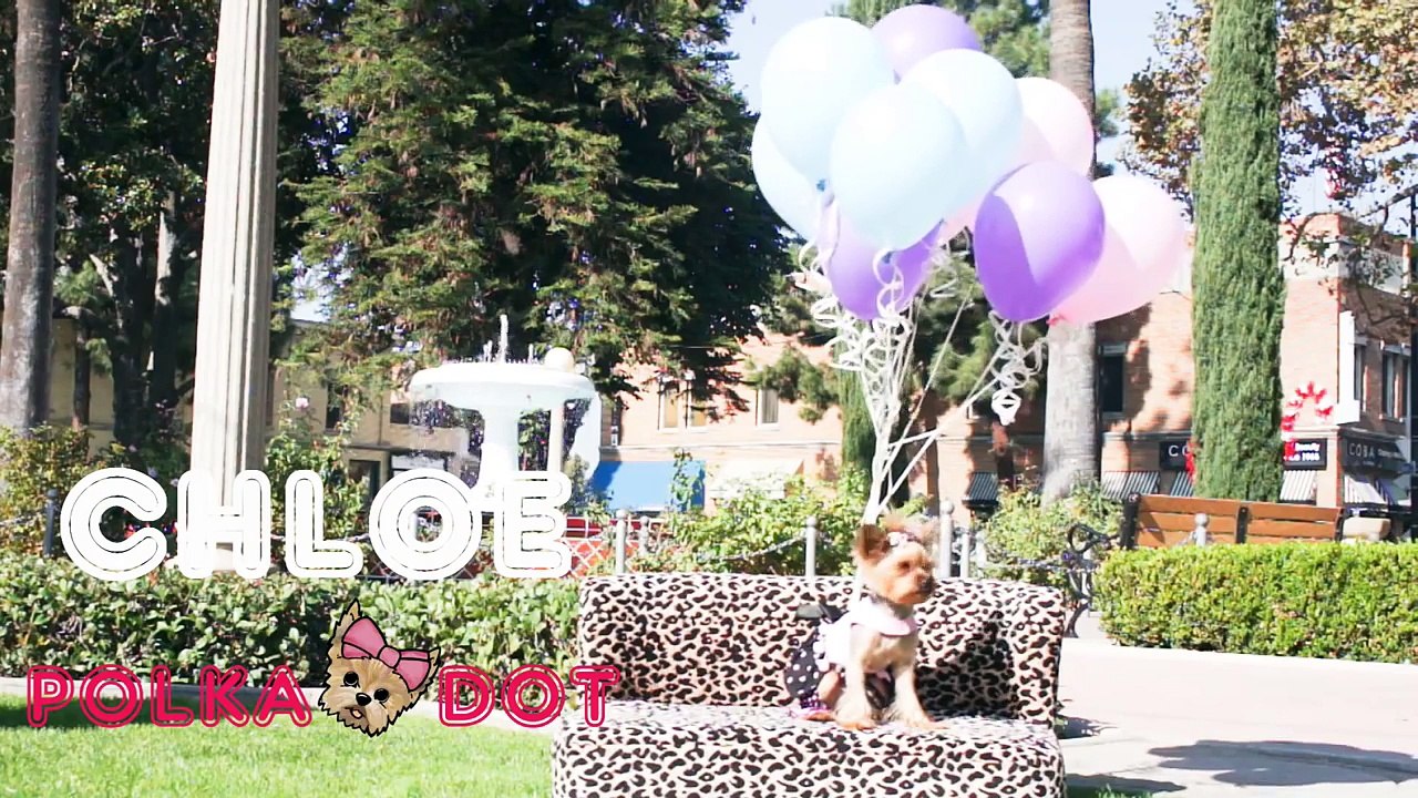 Doggie Closet Funny Video of Dog, Chloe Polka Dot Yorkie