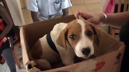 Ticks on a puppy in The Gambia