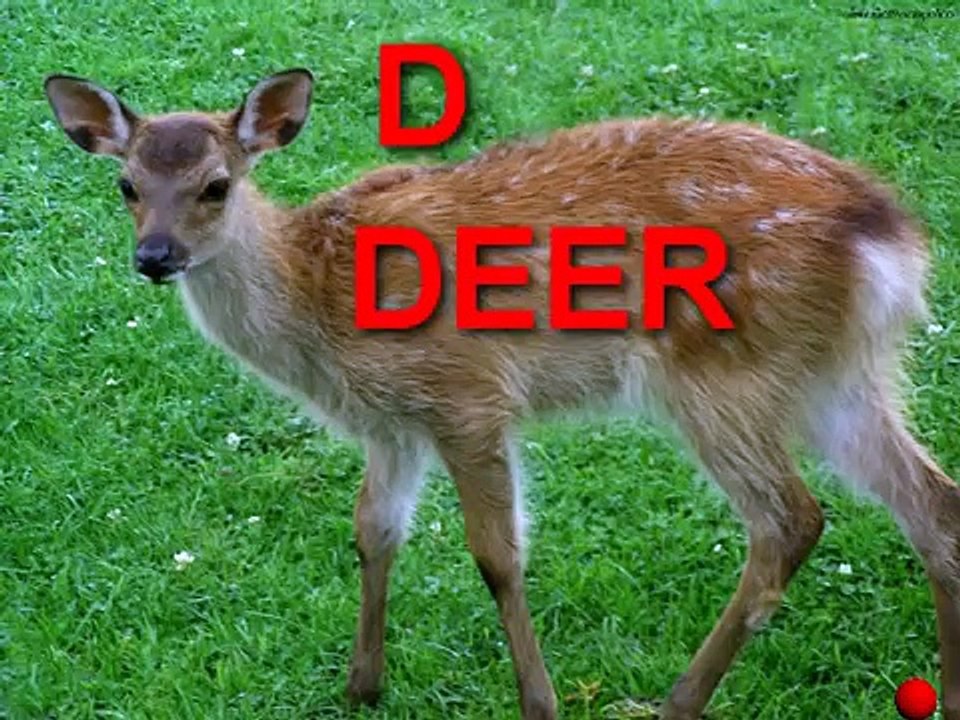 The Alphabet Song by Kelbe Schrank