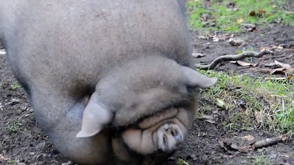 drôle de cochon chinois breton