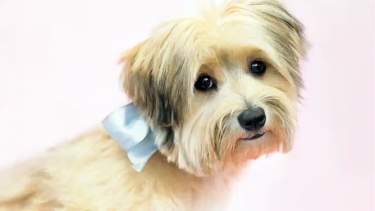 Why Dogs Are Better Than Cats Book - Reward your dog