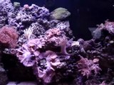 My 300 Gallon Salt Water Reef Aquarium