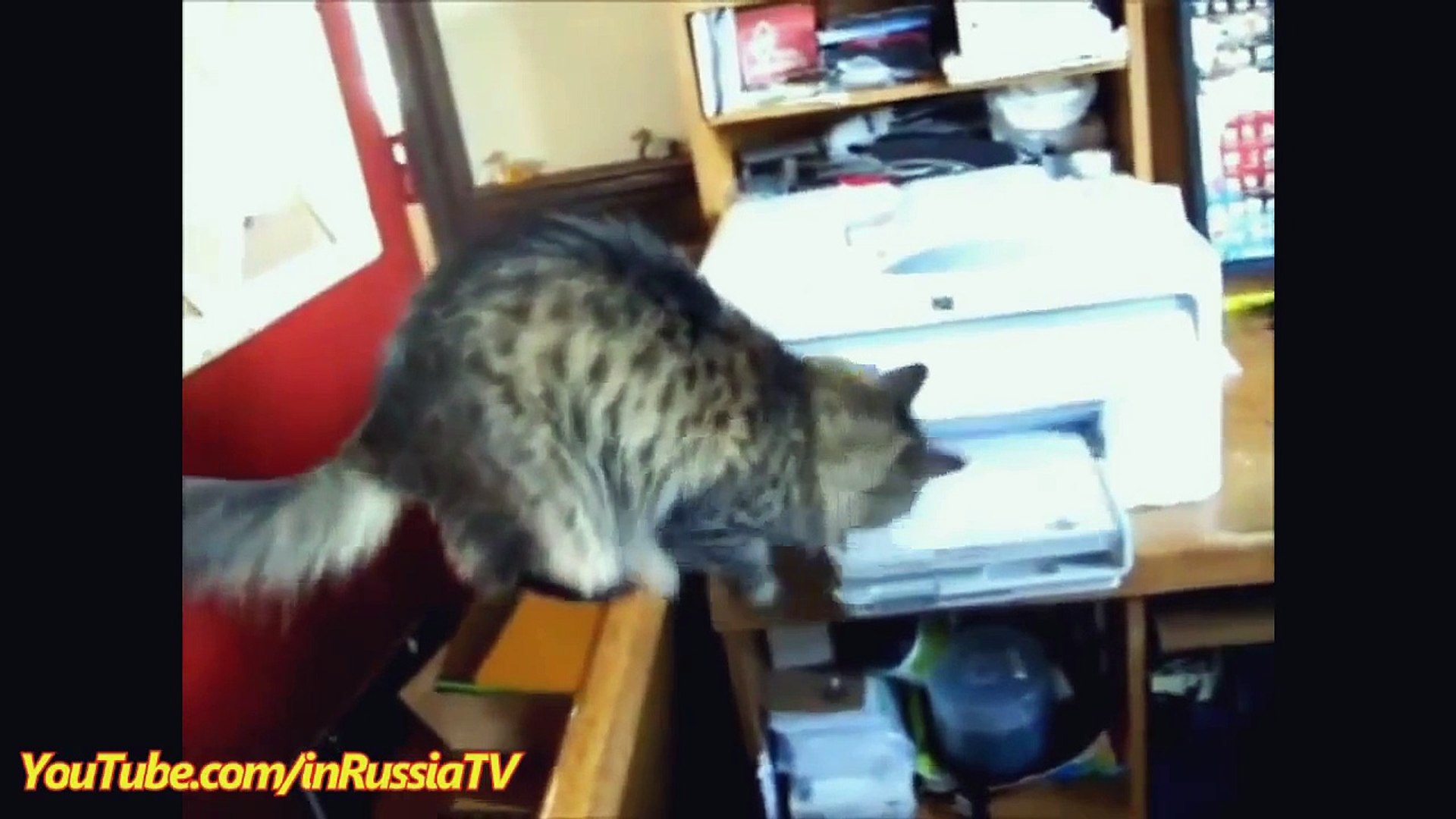 FUNNY CAST - Funny Cats - Funny Animals - Funny Cats vs Printer - Cats Funny Compilation