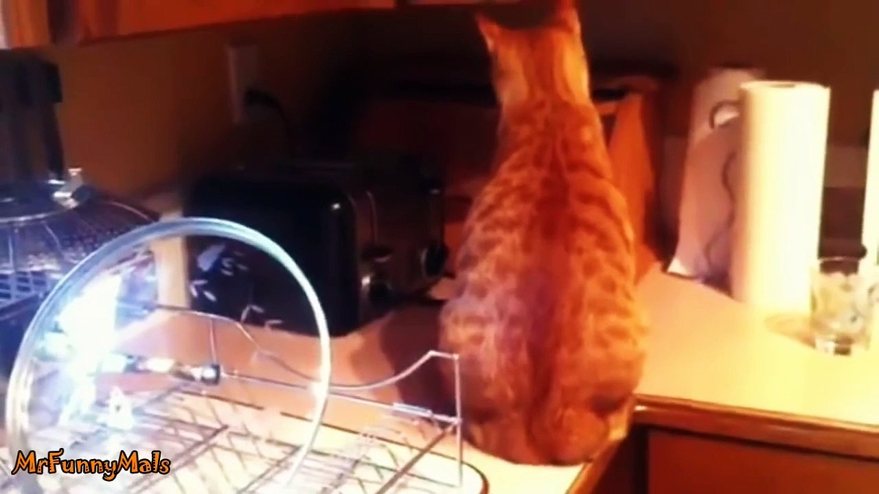 Cats Spooked by Toasters Compilation