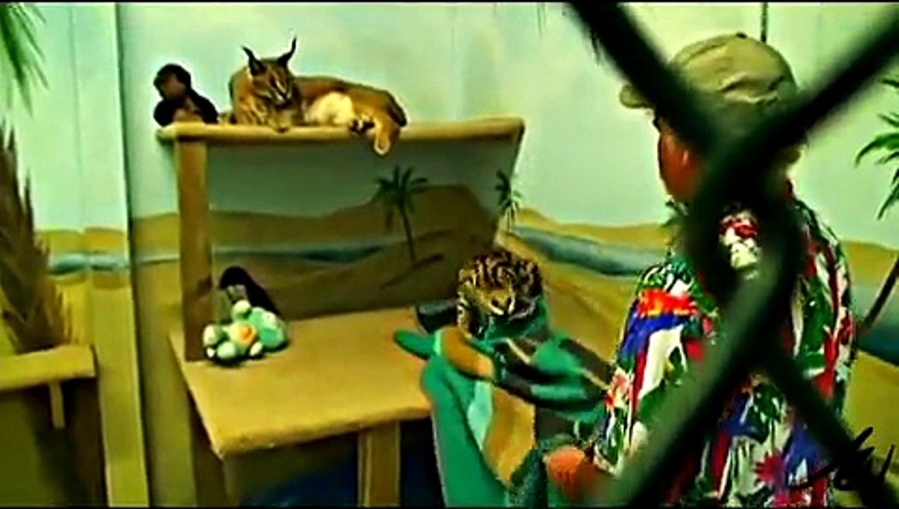 African Caracal and Serval cats