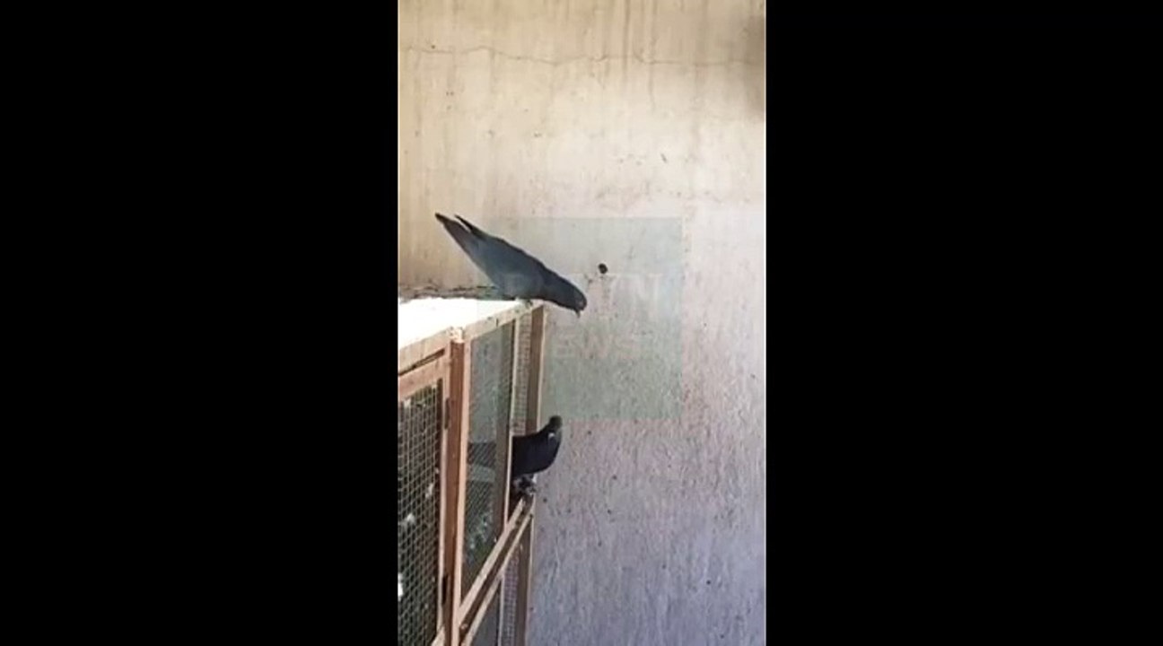 Mukhtar kakar presents pigeon style wow