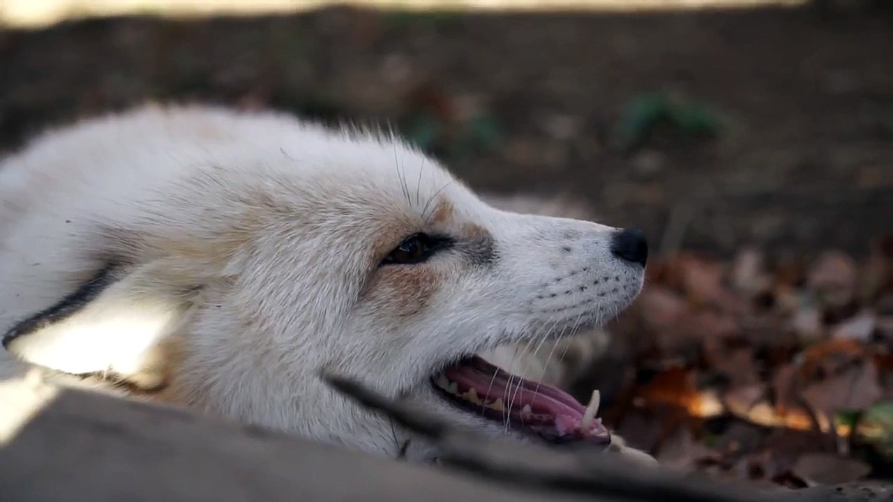 What Does The Fox Say?