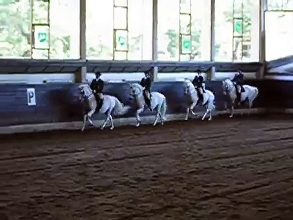 lipizzaner horses