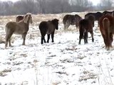 Icelandic Horses & Icelandic Sheepdog