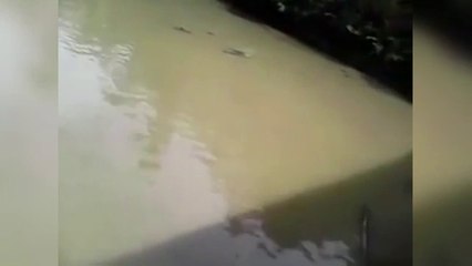 Il balance un chat à des crocodiles affamés