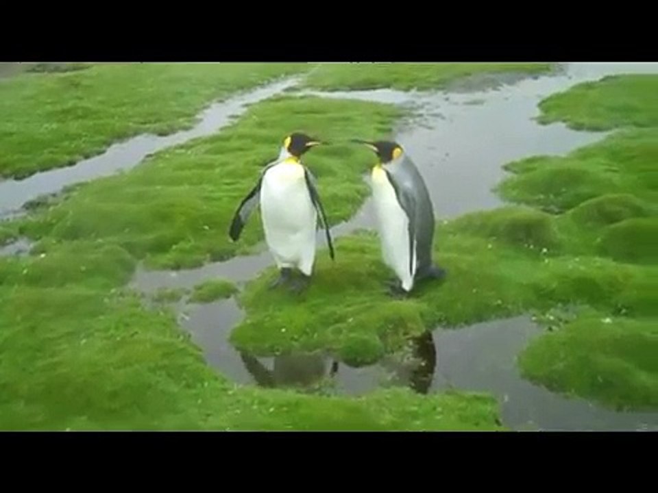 Le dilemme de deux pingouins