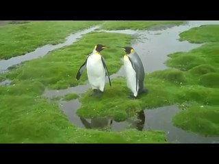 Le dilemme de deux pingouins