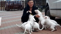Dogo argentino puppy attack