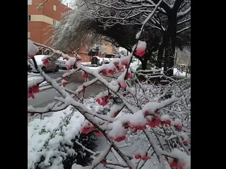 Nieve Granada 28-feb-13 Coro mujeres "El Rey Esteban" Beethoven.