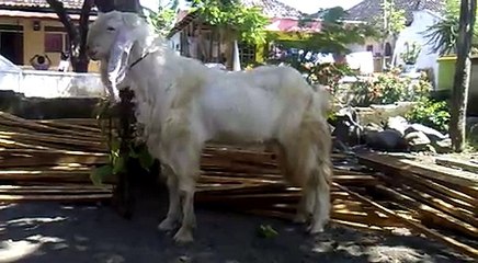 kambing-etawa-senduro-jantan-1.mp4