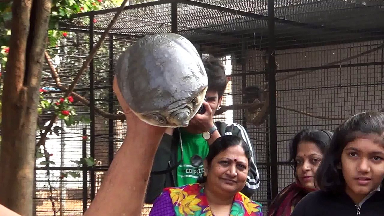Dr. Prakash Baba Amte The Real Hero (Hemalkasa) Funny animal..The Tortoise.
