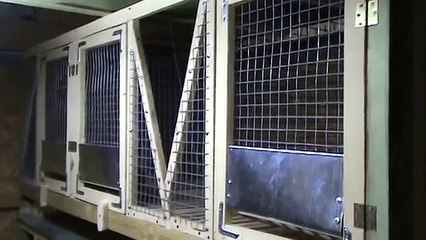 кролиководство. финал клетки для кроликов