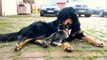 Hund und Katze spielen  -  Dog and Cat are playing - Dog cares about Baby Cat
