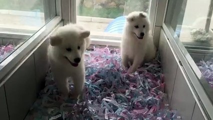 IRK GARANTİLİ SATILIK SAMOYED YAVRULARI