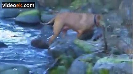 Balık Tutan Köpekler