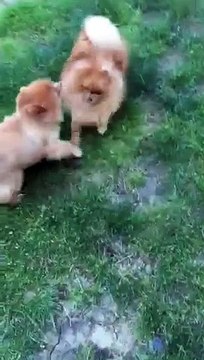 TÜRKİYE'DE TEK AAA+ FCI SCR BELGELİ SATILIK POMERANİAN BOO