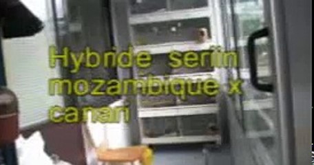 Hybride serin mozambique x canari