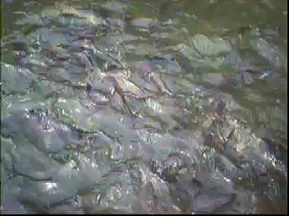 thailand catfish