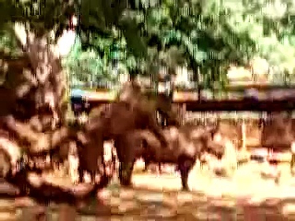 Rhino Lovin