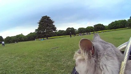 How attached cats are to their owners?