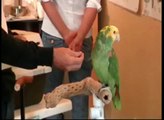 Motivating your Parrot for Training