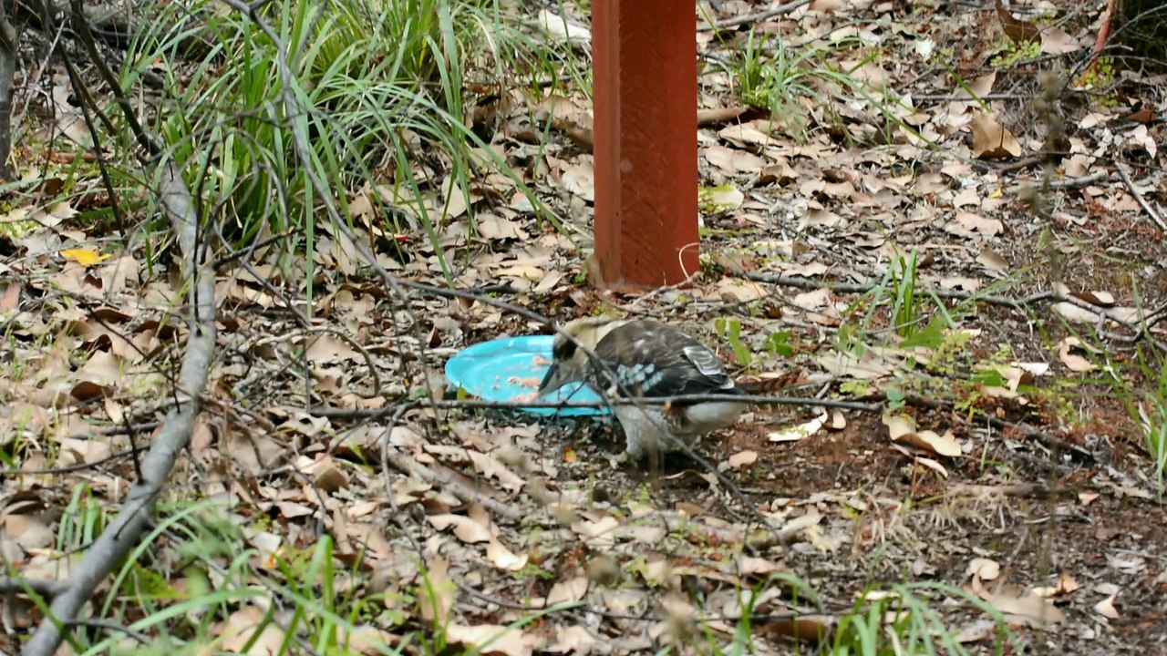 Freeloading Kookaburra 2